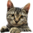 MrDLC